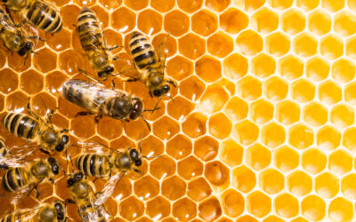 Im HIVE Project leben wie die Bienen